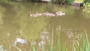 A pond with ducks swimming, surrounded by greenery and a wooden dock.