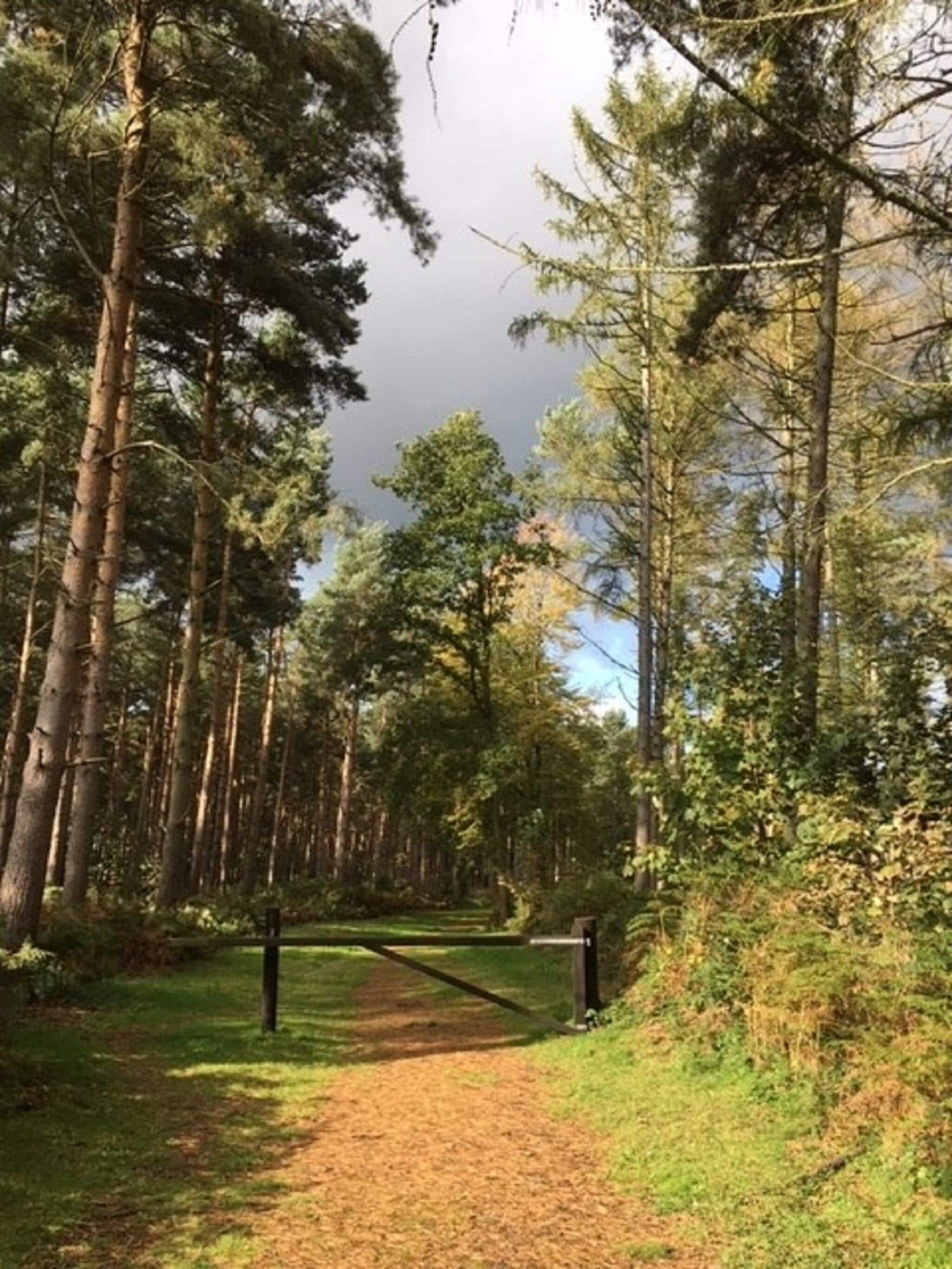 A forest path with tall trees and a clear sky.