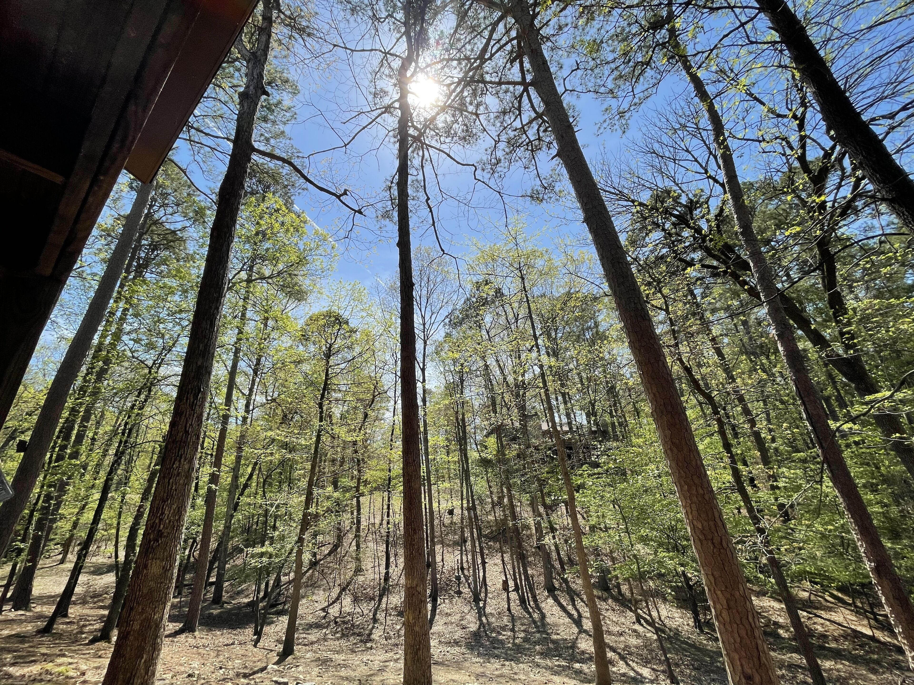 Une forêt avec de grands arbres et un ciel dégagé.