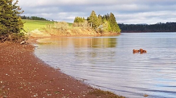 A calm lake with a sandy shore and trees in the background.
