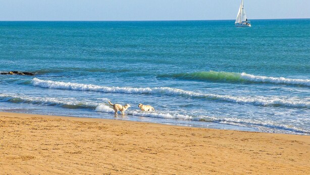 A beach with waves, a sailboat, and a dog on the shore.