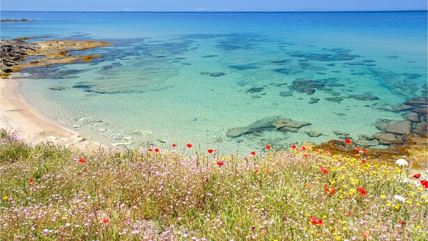 Een kuststrand met helder water, een rotsachtige kustlijn en een veld vol wilde bloemen.