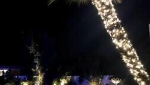 Een zwembadgedeelte met een palmboom, verlicht door lampen, omgeven door een betegeld terras.