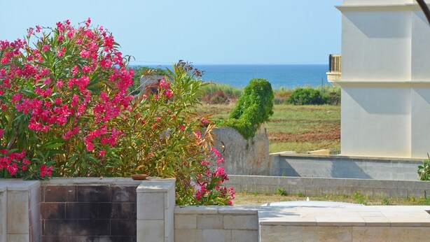 A view of a coastal area with a white building, a garden with pink flowers, and a clear view of the sea.