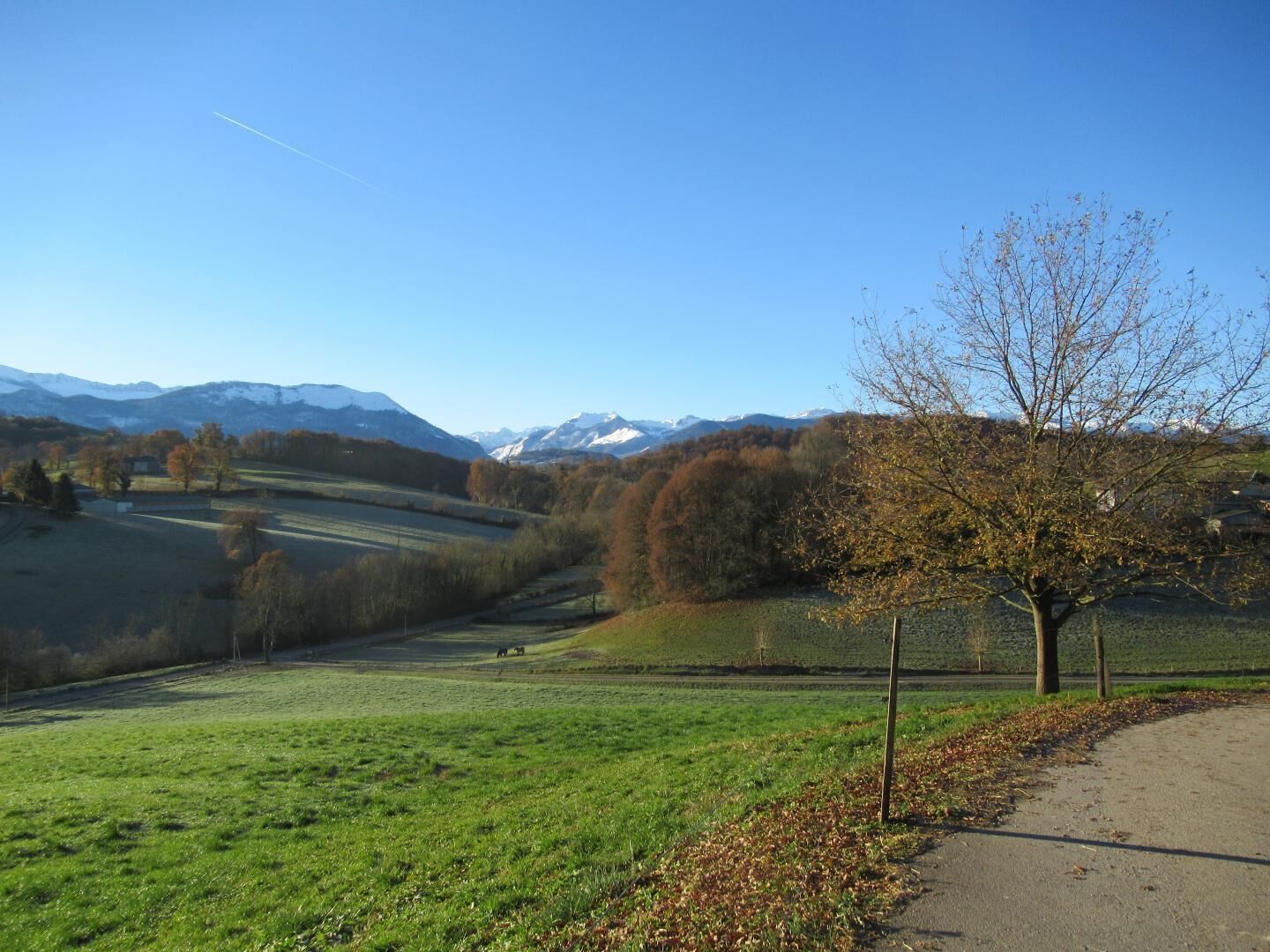 Un paysage rural avec un ciel dégagé, un sentier et un arbre.
