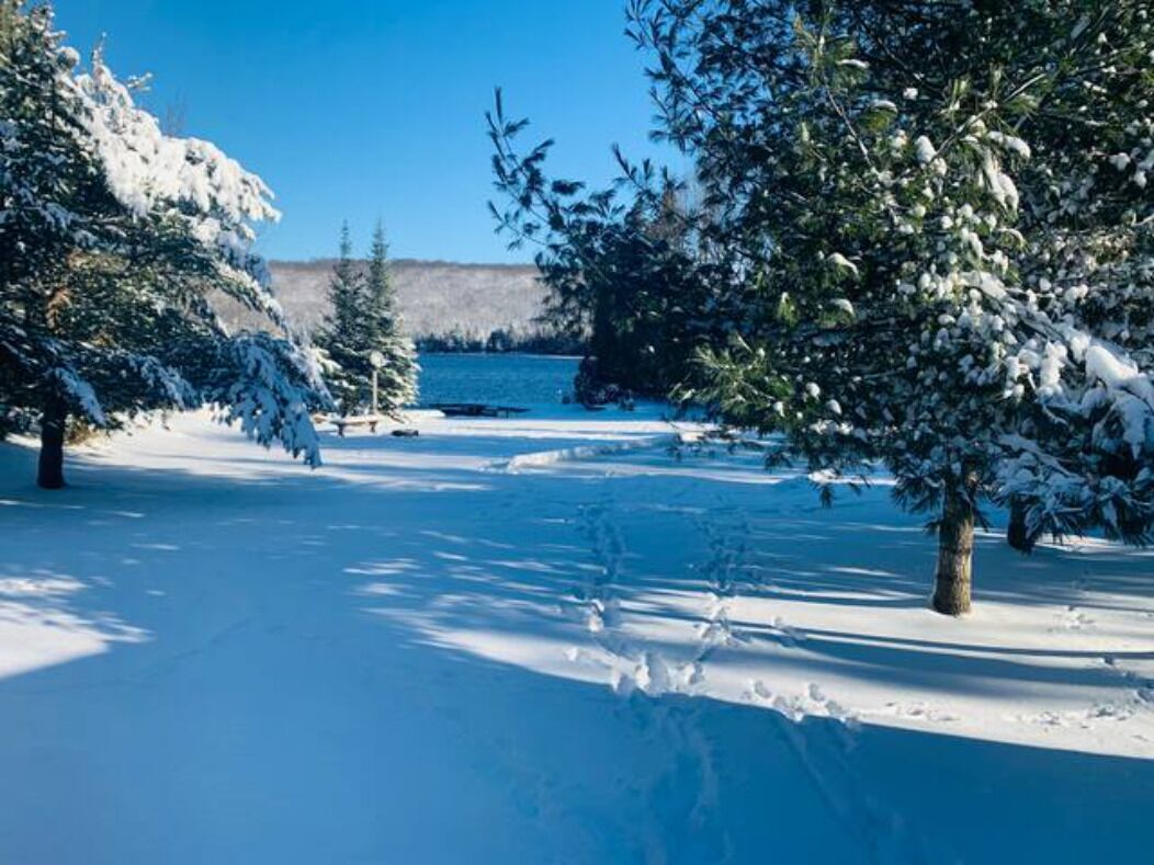 A snowy landscape with trees and a clear blue sky.