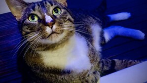 A cat with a white chest and green eyes sitting inside a blue-lit room. - Stay & Sail! Overnight Live-Aboard Experience in Bonaire (Kralendijk)