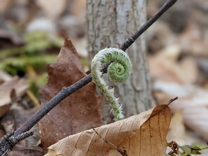 Property grounds - Farm stay   FAST wifi kitchen bath AC (Accord)