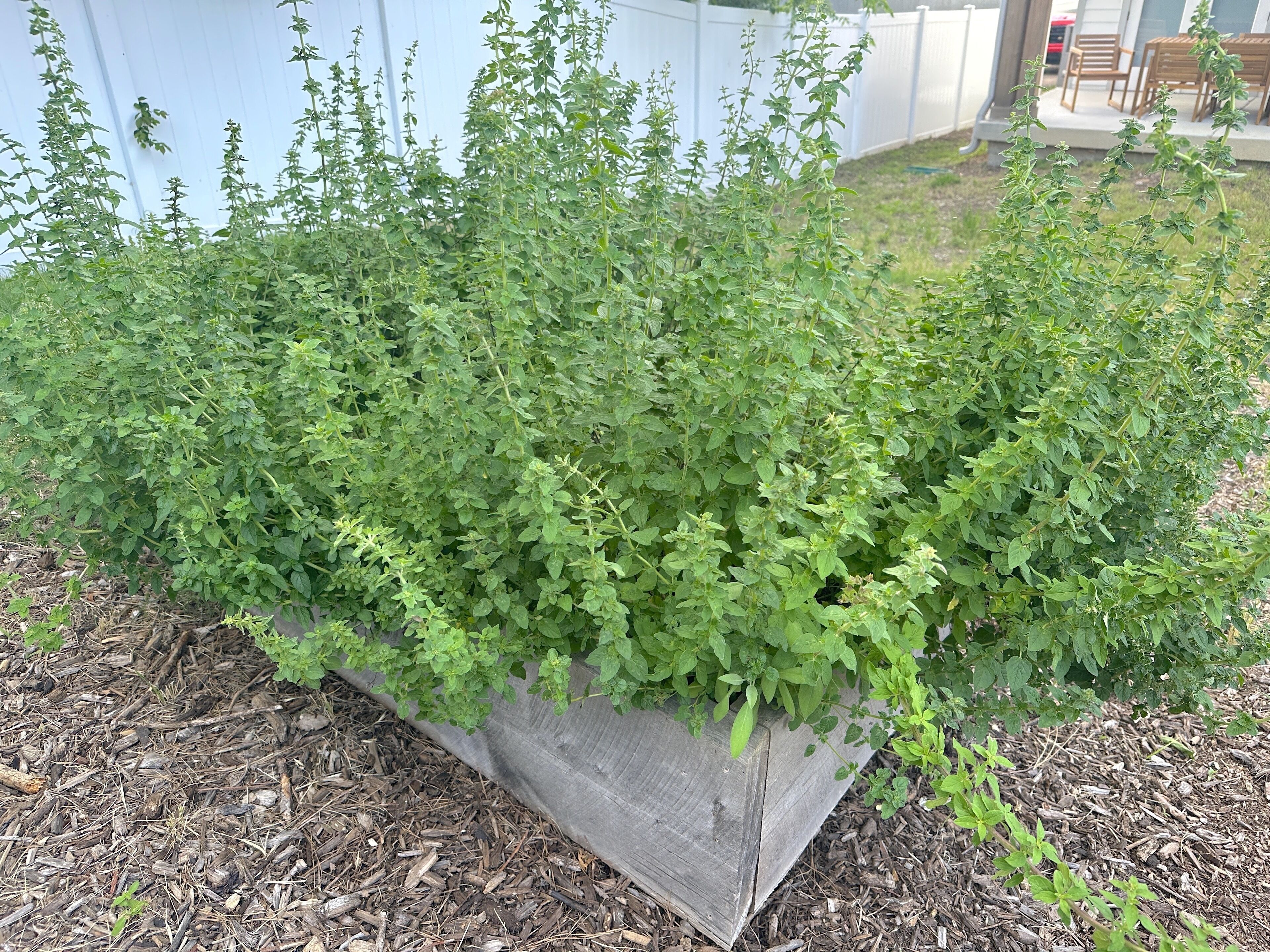 Small herb garden - oregano during summer growth