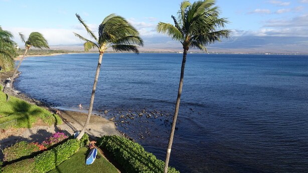 A coastal view with palm trees, a beach, and a clear sky.