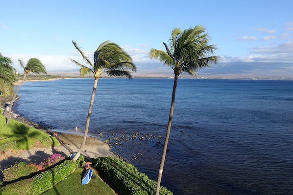 A coastal view with palm trees, a beach, and a clear sky.