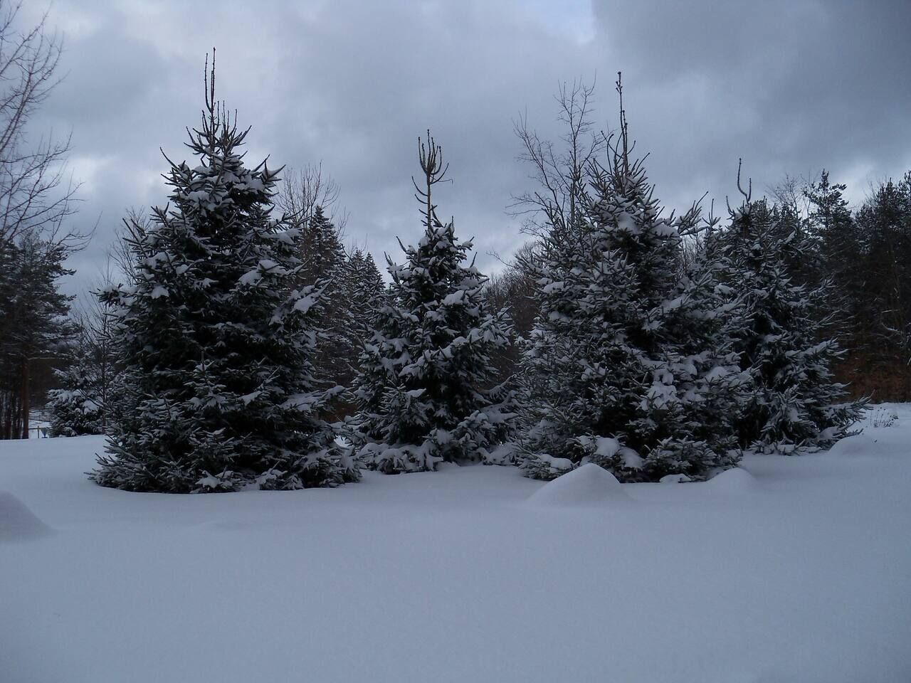 Une forêt enneigée, avec de grands arbres à feuilles persistantes.