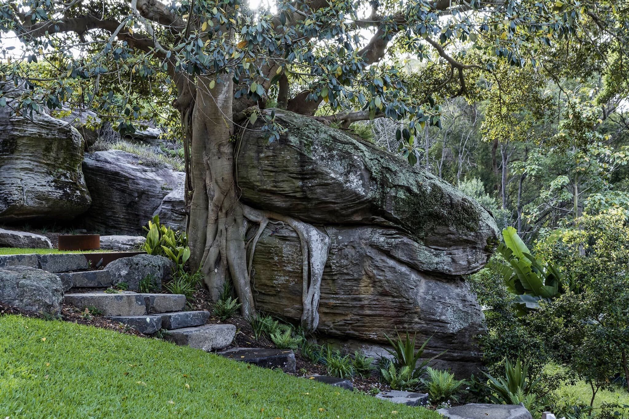 A garden with large rocks, a tree with exposed roots, and a grassy area.