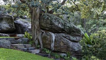 A garden with large rocks, a tree with exposed roots, and a grassy area.