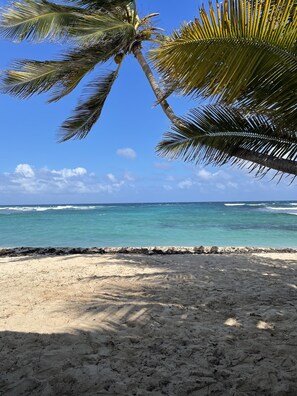 A beach with a palm tree and ocean view.