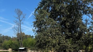Un área de picnic con una parrilla, un banco de madera y un pequeño refugio junto a un lago.