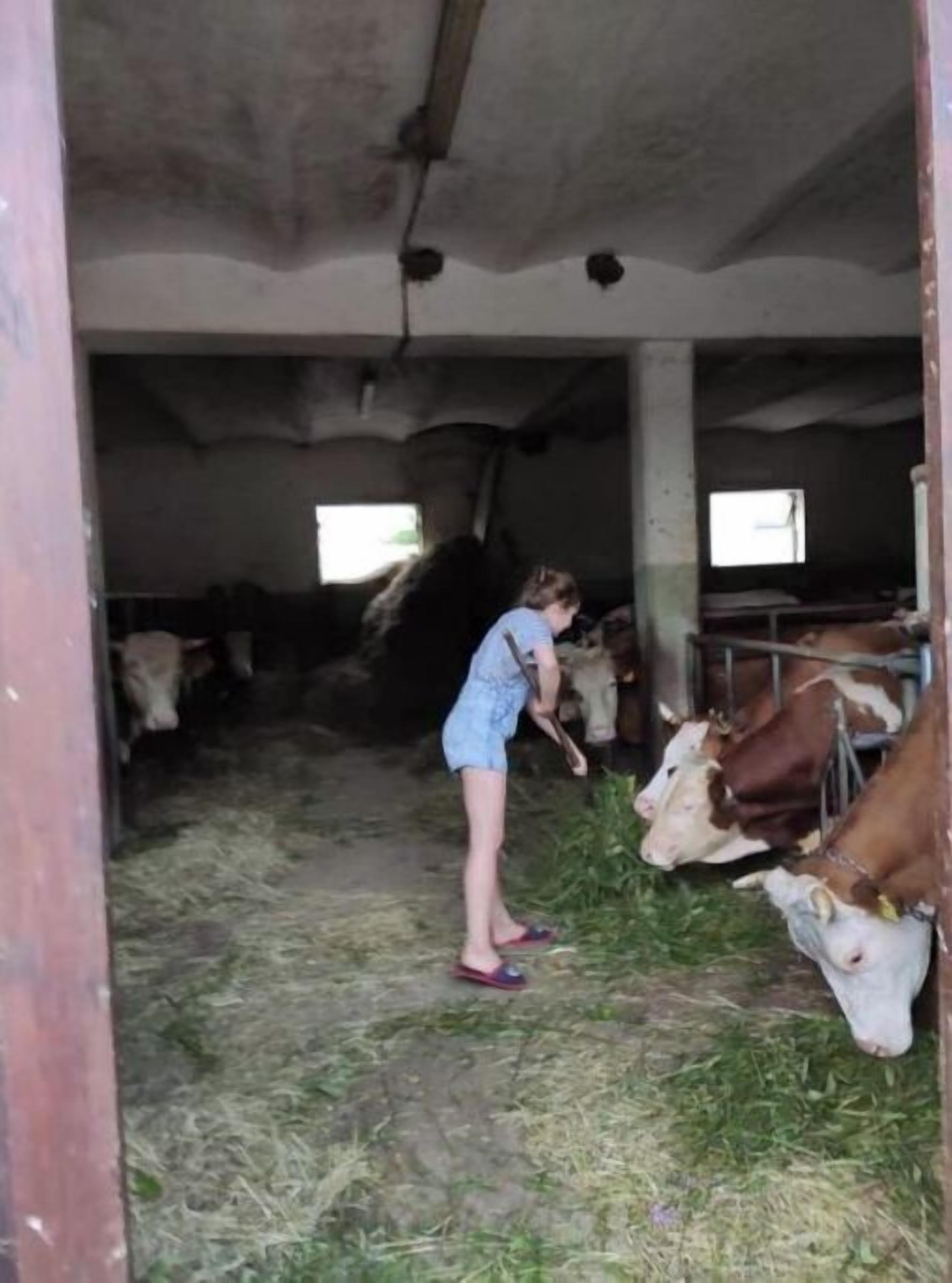 Une personne nourrit des vaches dans une grange, sur un sol recouvert de foin, à l'aide de mangeoires métalliques.