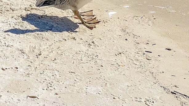 Un pélican sur une plage de sable, avec une eau turquoise et limpide en arrière-plan.