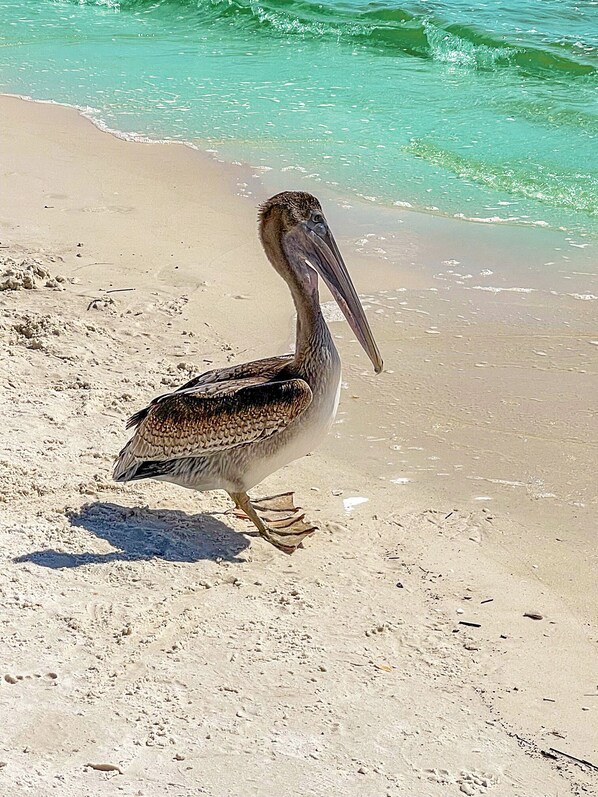 Beach nearby, sun-loungers, beach towels