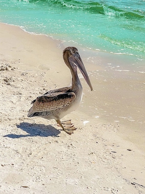 Un pelícano en una playa arenosa con agua turquesa cristalina al fondo.
