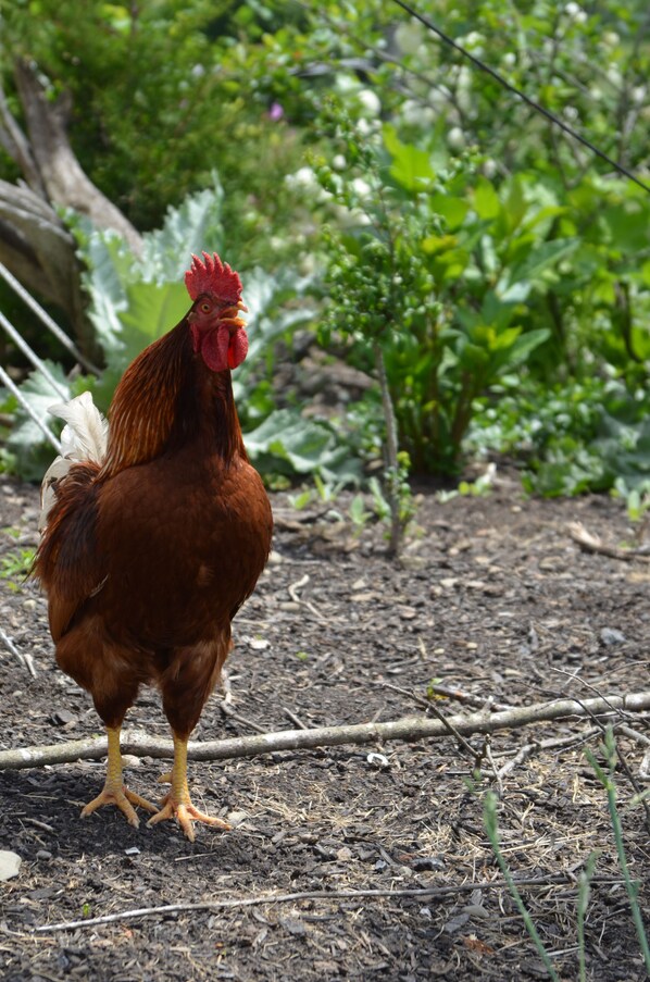 Un coq se tient sur un sol en terre, avec un feuillage verdoyant en arrière-plan.