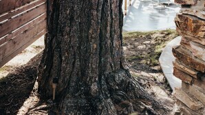 Un albero con un cartello che dice 'Welcome', una recinzione di legno e un muro in pietra.