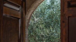 Un arco conduce a un sentiero in pietra e un'abbondante oliva.