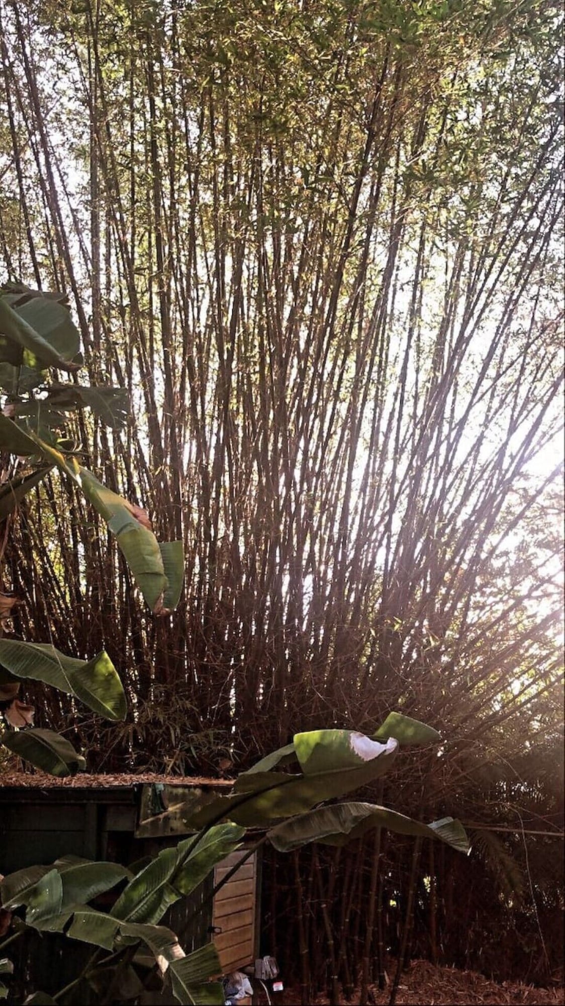 Photo 13 of Bamboo Oasis B - 5 miles to Beach & Downtown