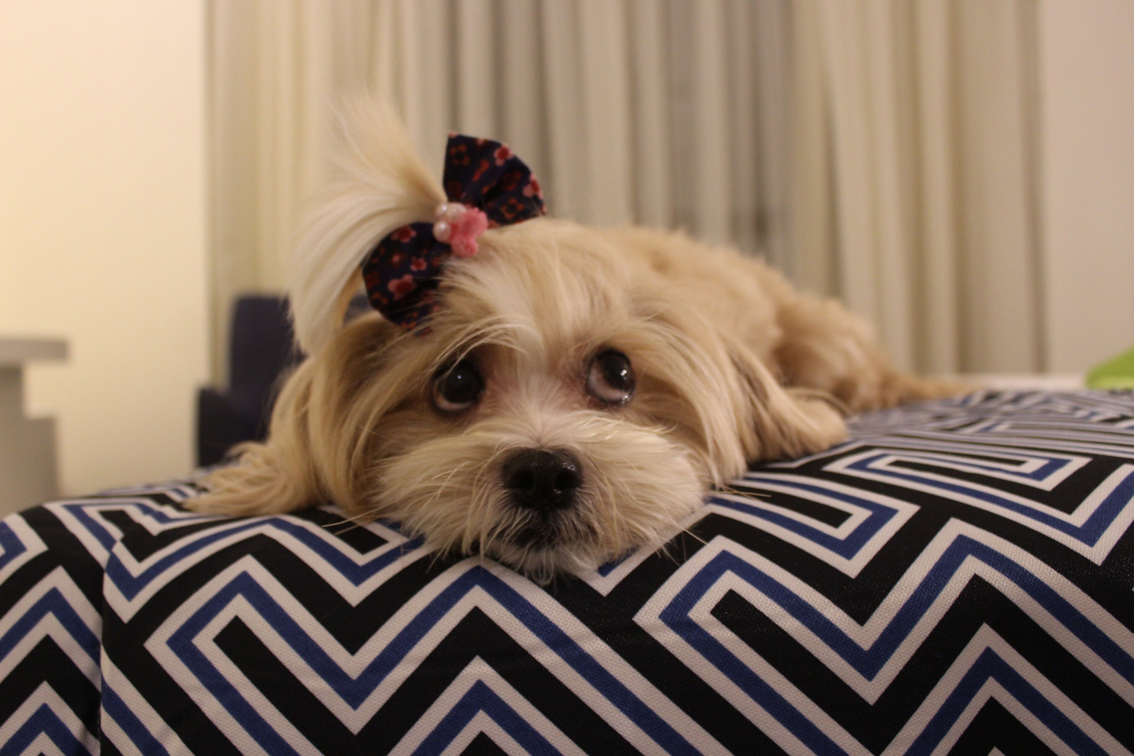 pet-friendly amenities