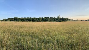 A field with a forest in the background.