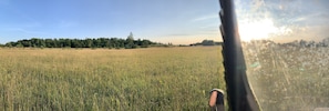 Un campo con un bosque al fondo.
