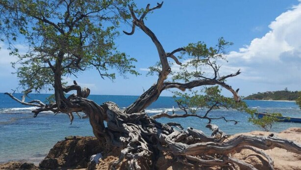 A tree with twisted branches on a rocky beach with clear blue water and a distant shoreline.