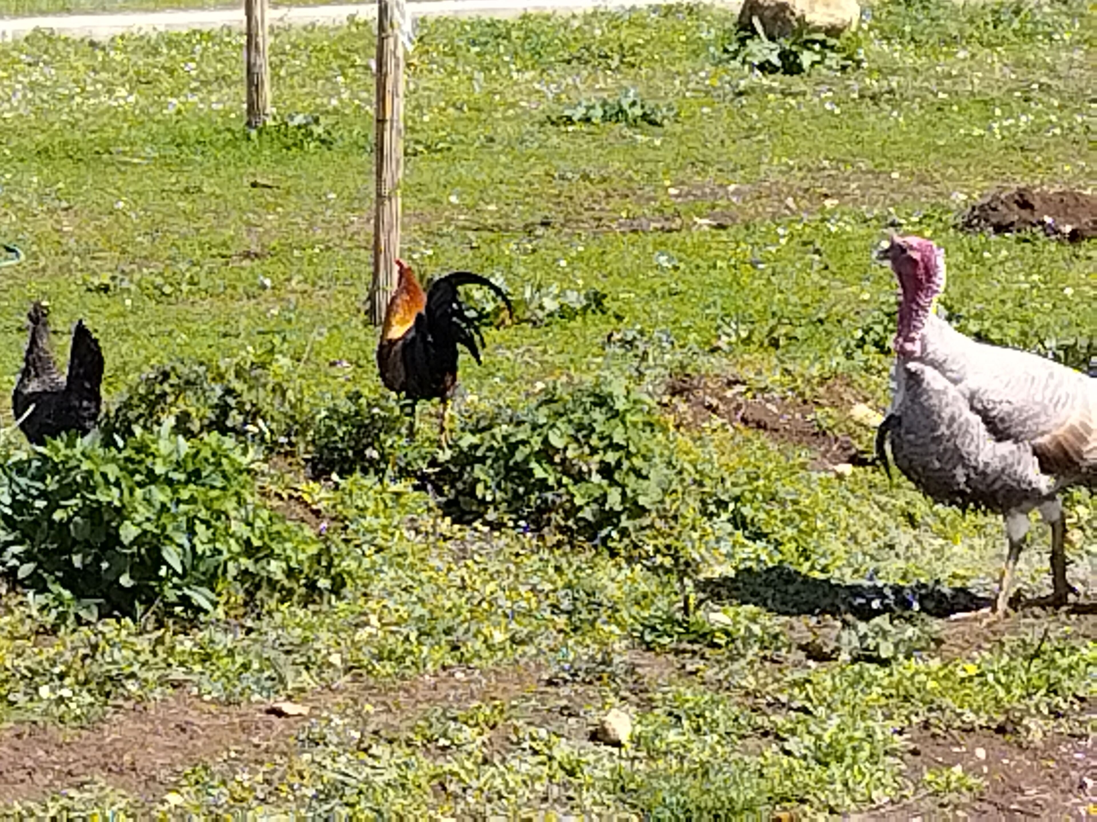 A rural outdoor setting with turkeys and chickens.
