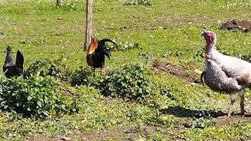 A rural outdoor setting with turkeys and chickens.