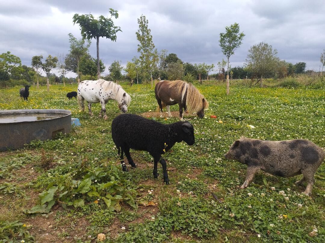 Paisaje rural con animales pastando y un abrevadero.