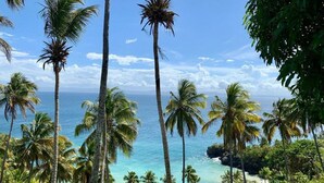 A coastal view with tall palm trees and a clear blue sky.