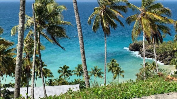 A coastal view with palm trees and a clear blue sky.