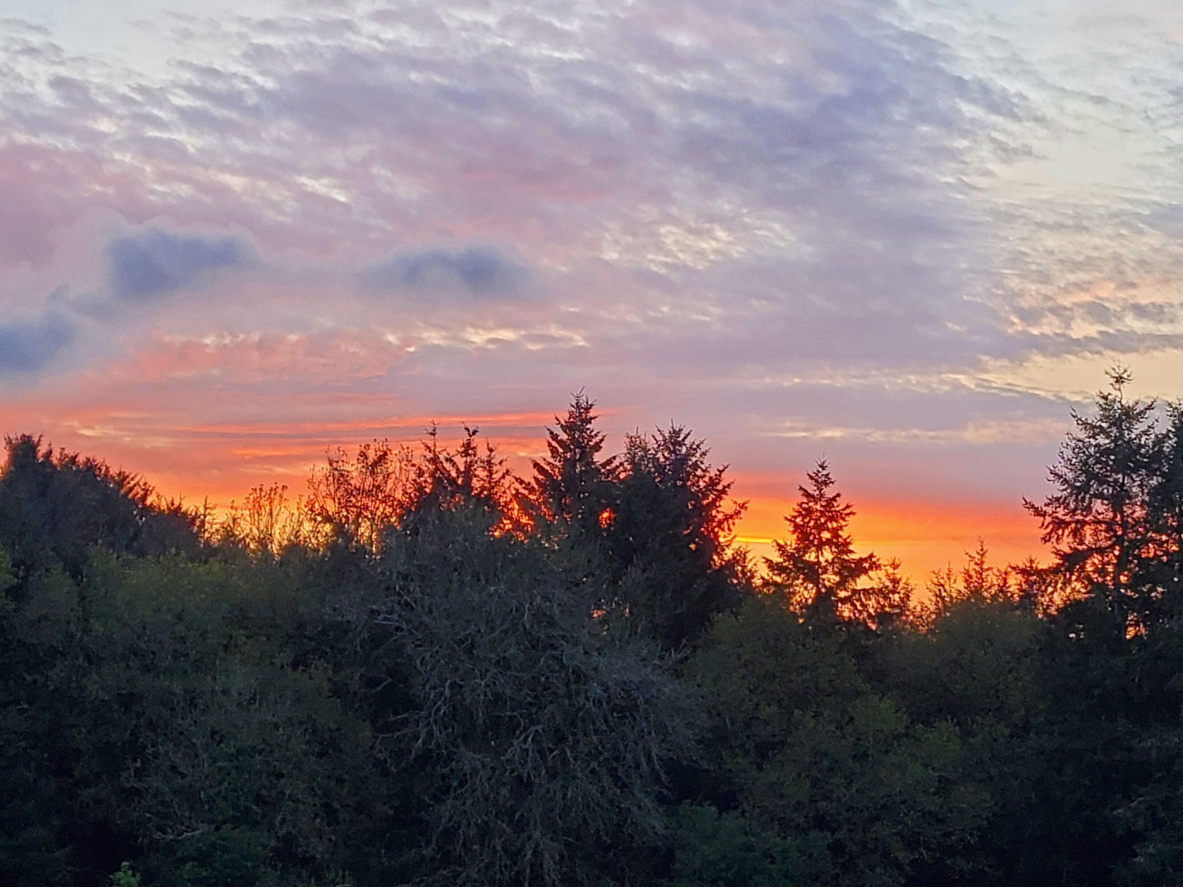 A sunset over a forested area with dense trees and a clear sky.