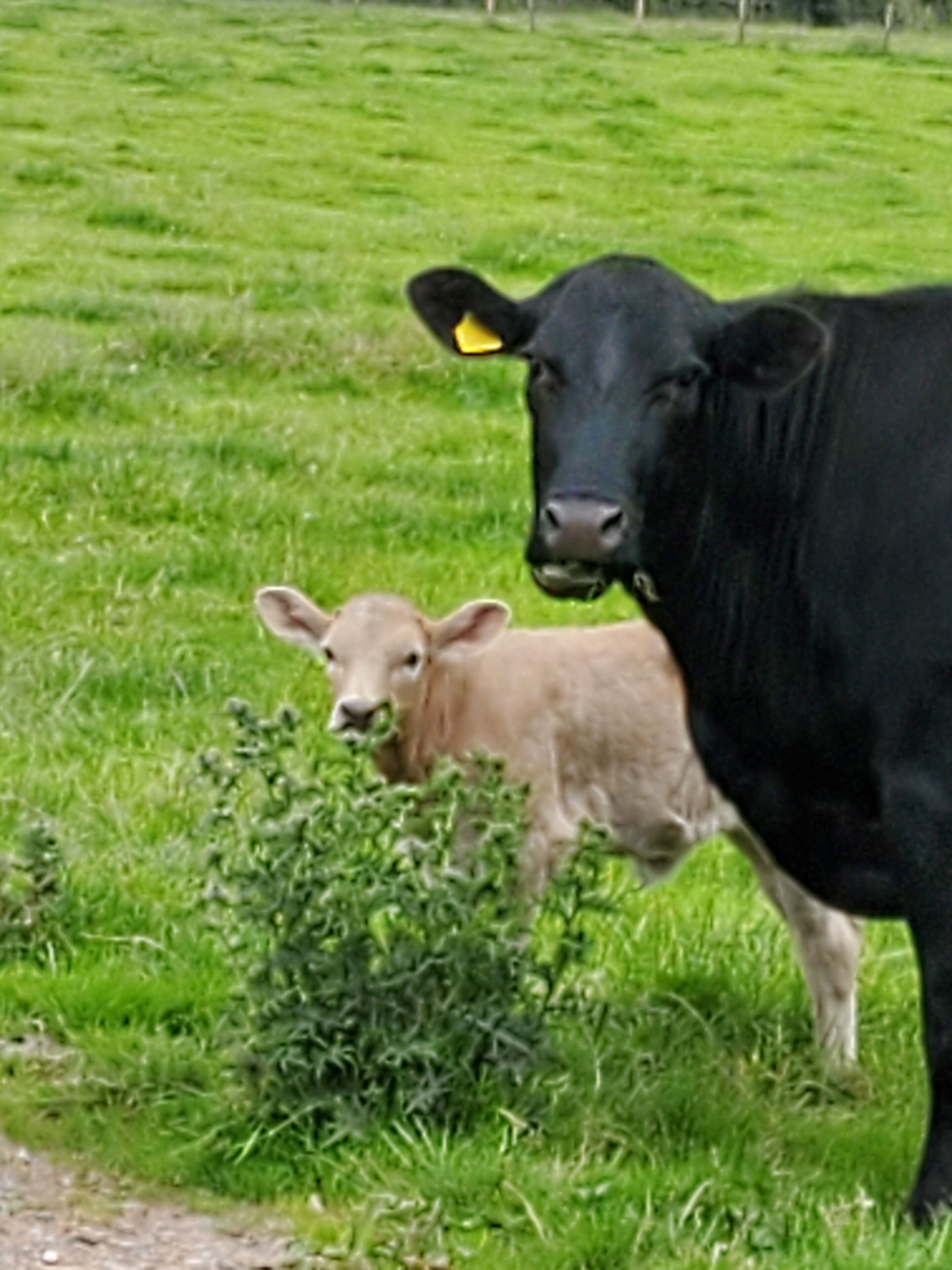 Een zwarte koe met een gele oorlabel staat in een grasveld met een kalf.