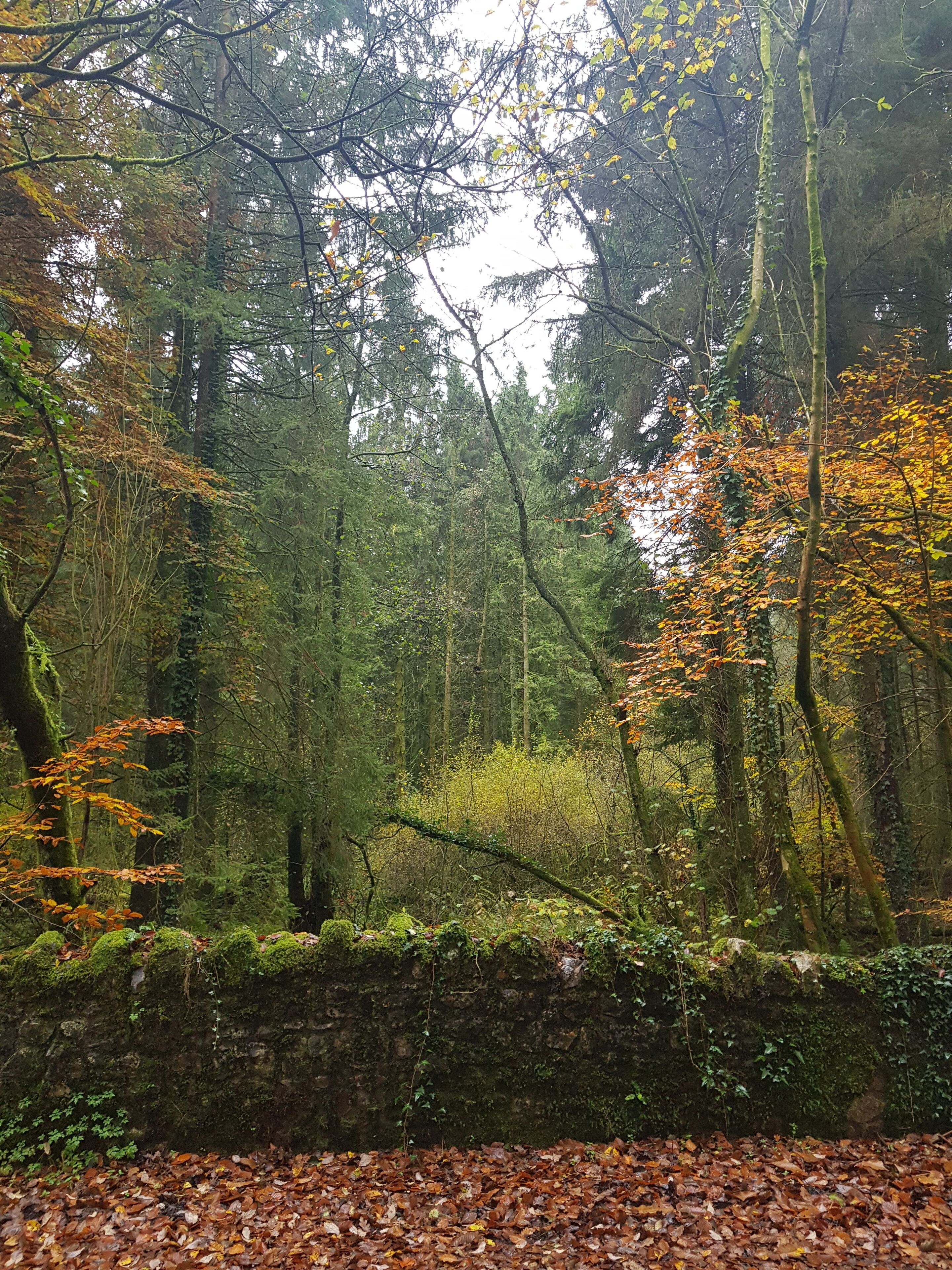 A forested area with a stone wall and a path covered with fallen leaves.