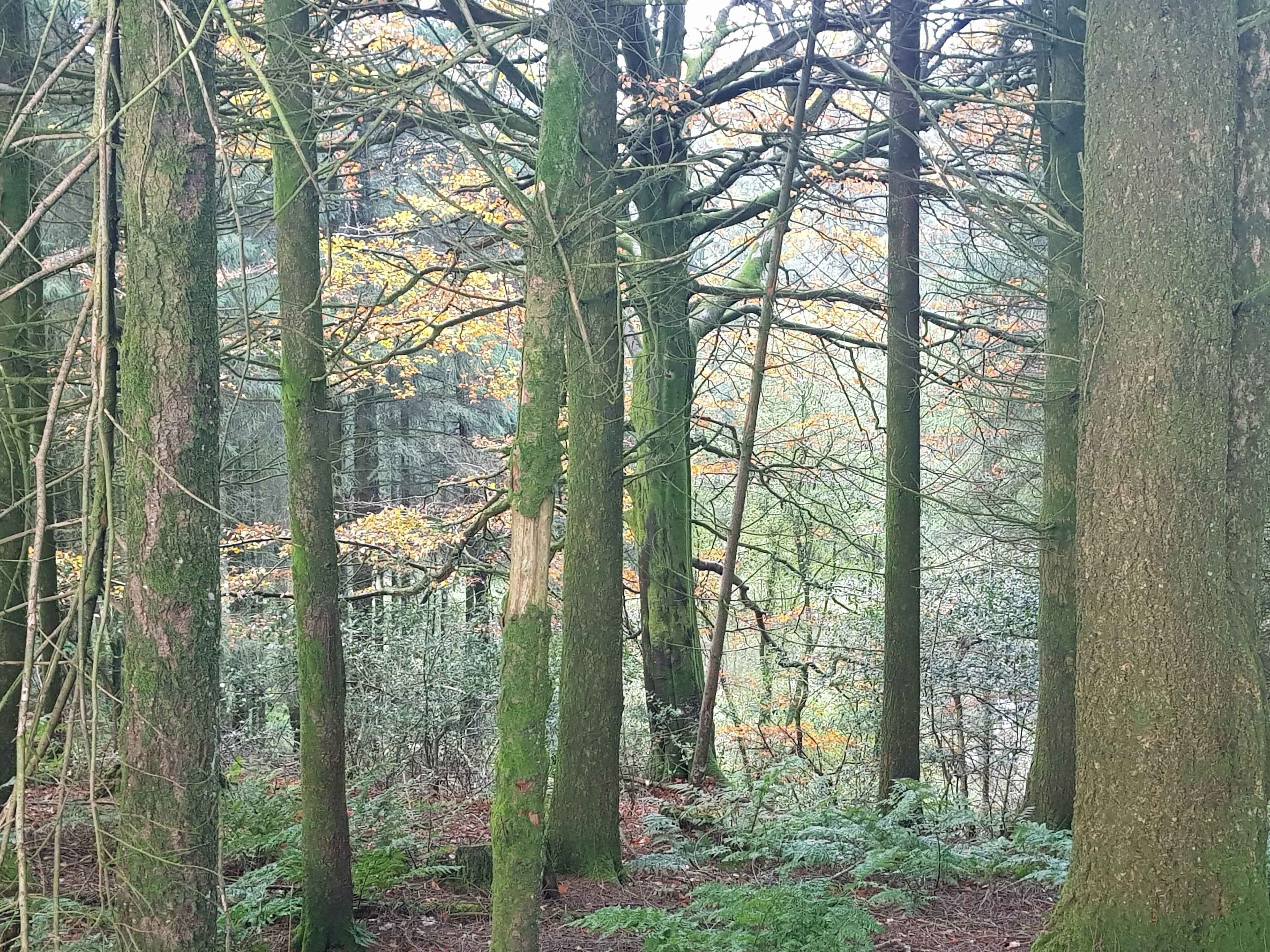A dense forest with tall trees and a rocky background.