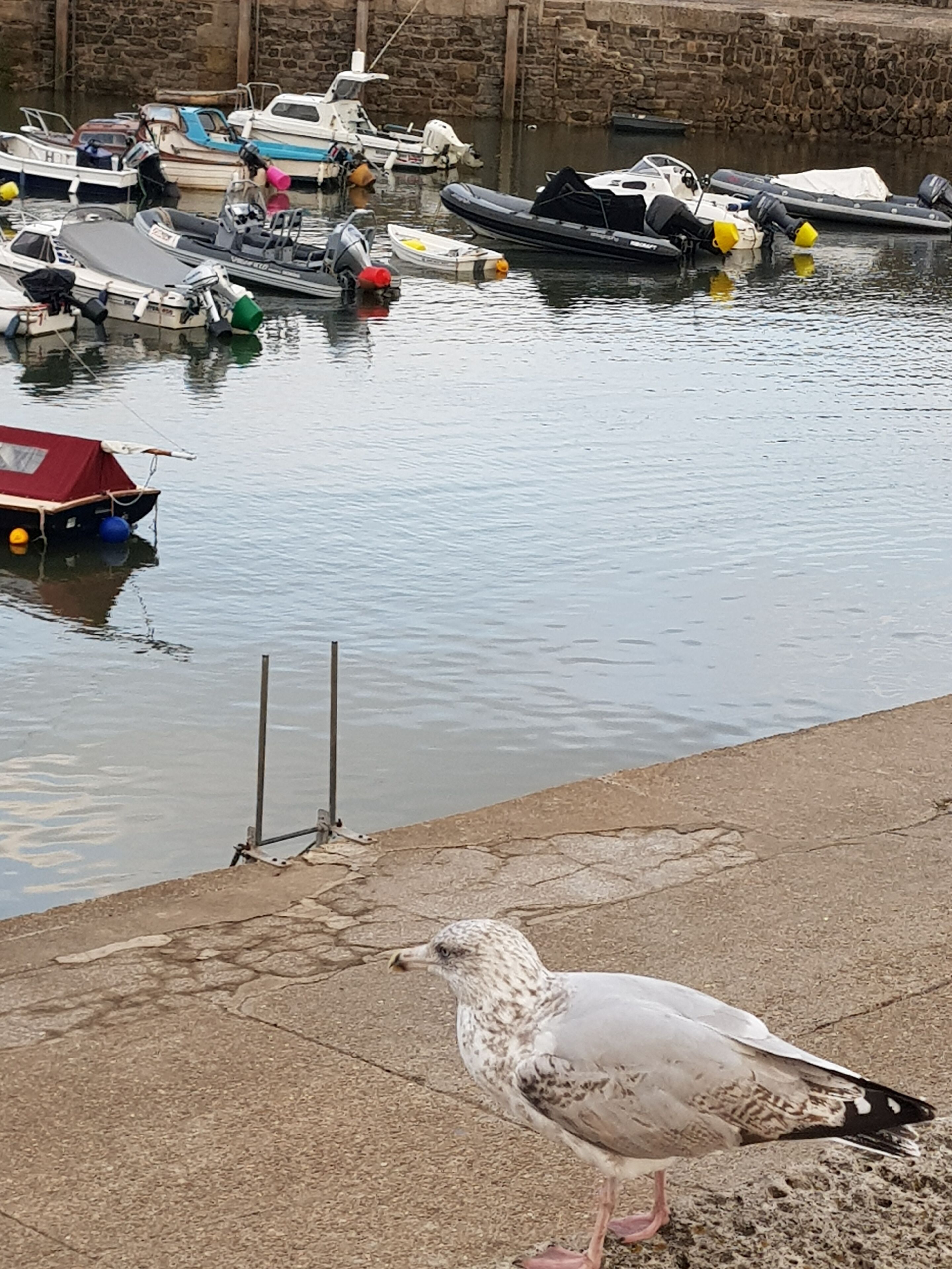Ein Hafen mit vertäuten Booten und einer Taube an der Kaimauer.