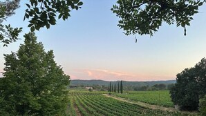 A vineyard with rows of grapevines and a stone wall in the foreground. - Silence in the Green Provence (Carcès)