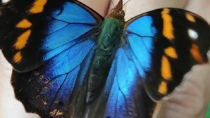 Un papillon aux ailes bleues et oranges, posé sur une main humaine.