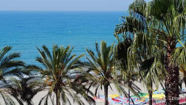 Een strand met palmbomen en een helder uitzicht op de oceaan.