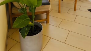 A balcony with a view of a desert landscape, a potted plant, a wooden chair with a cushion, and a small table.