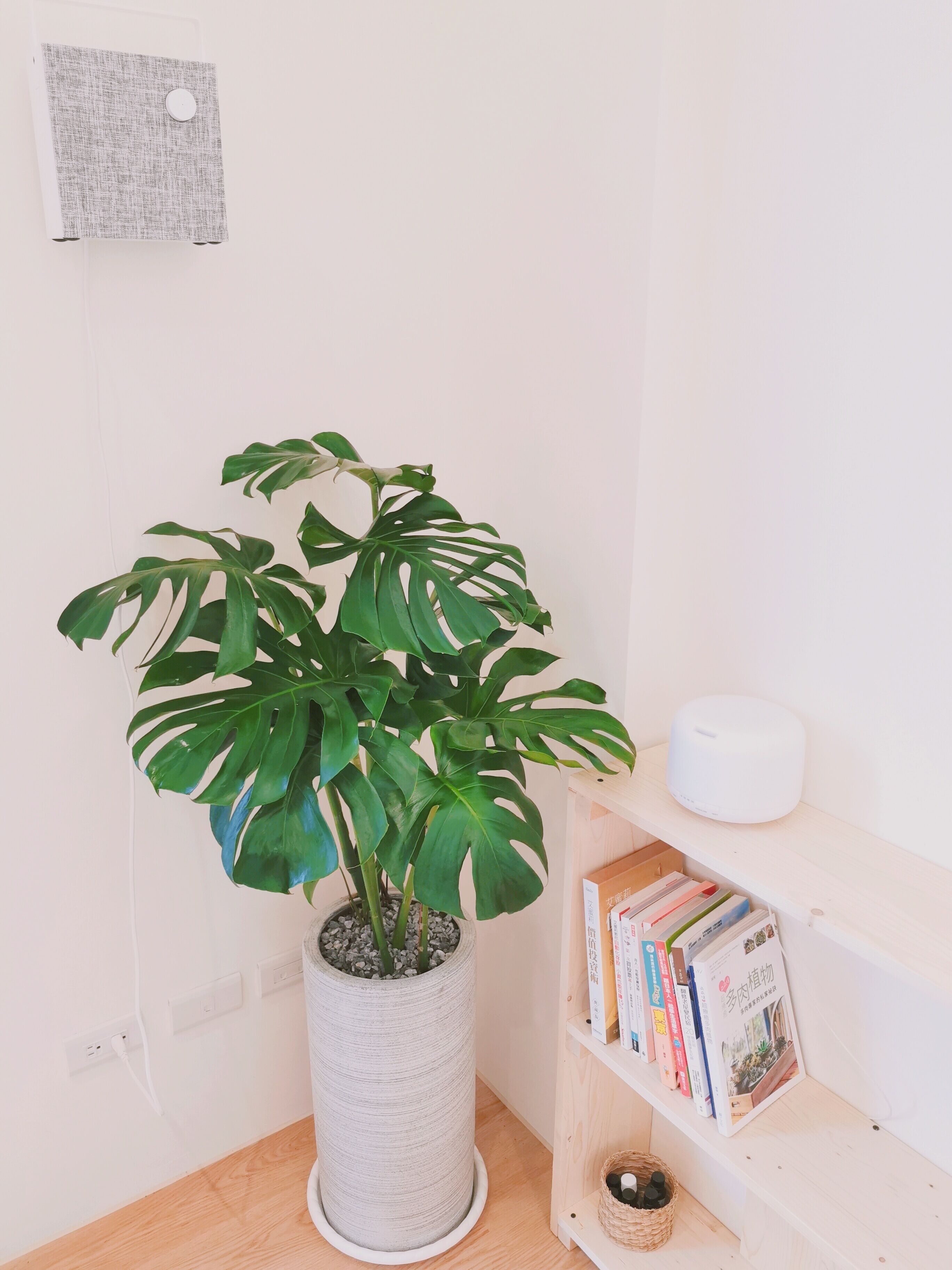 A potted monstera plant on a wooden table next to a white shelf with books and a white object.