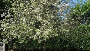 Een boom met witte bloesems in een grasveld.