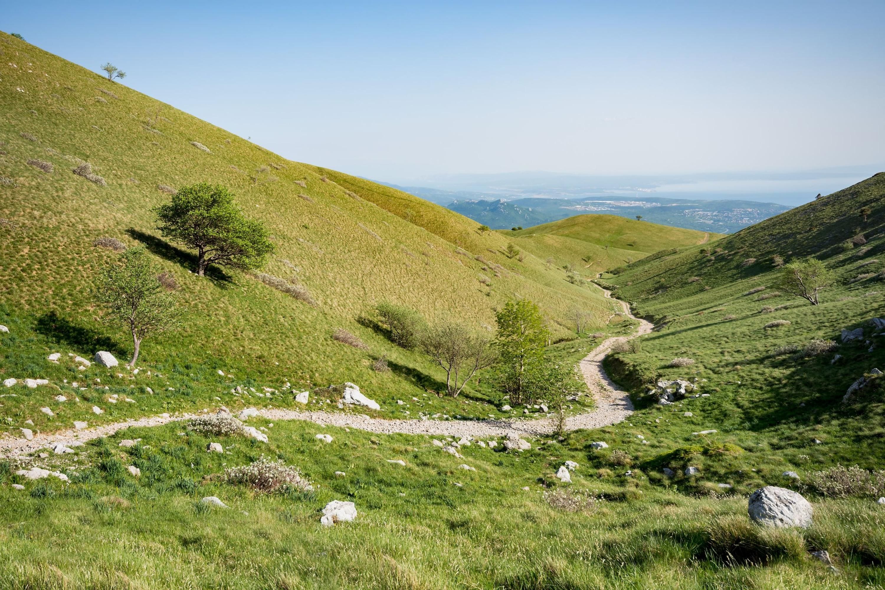A grassy hillside with a winding path and scattered trees.