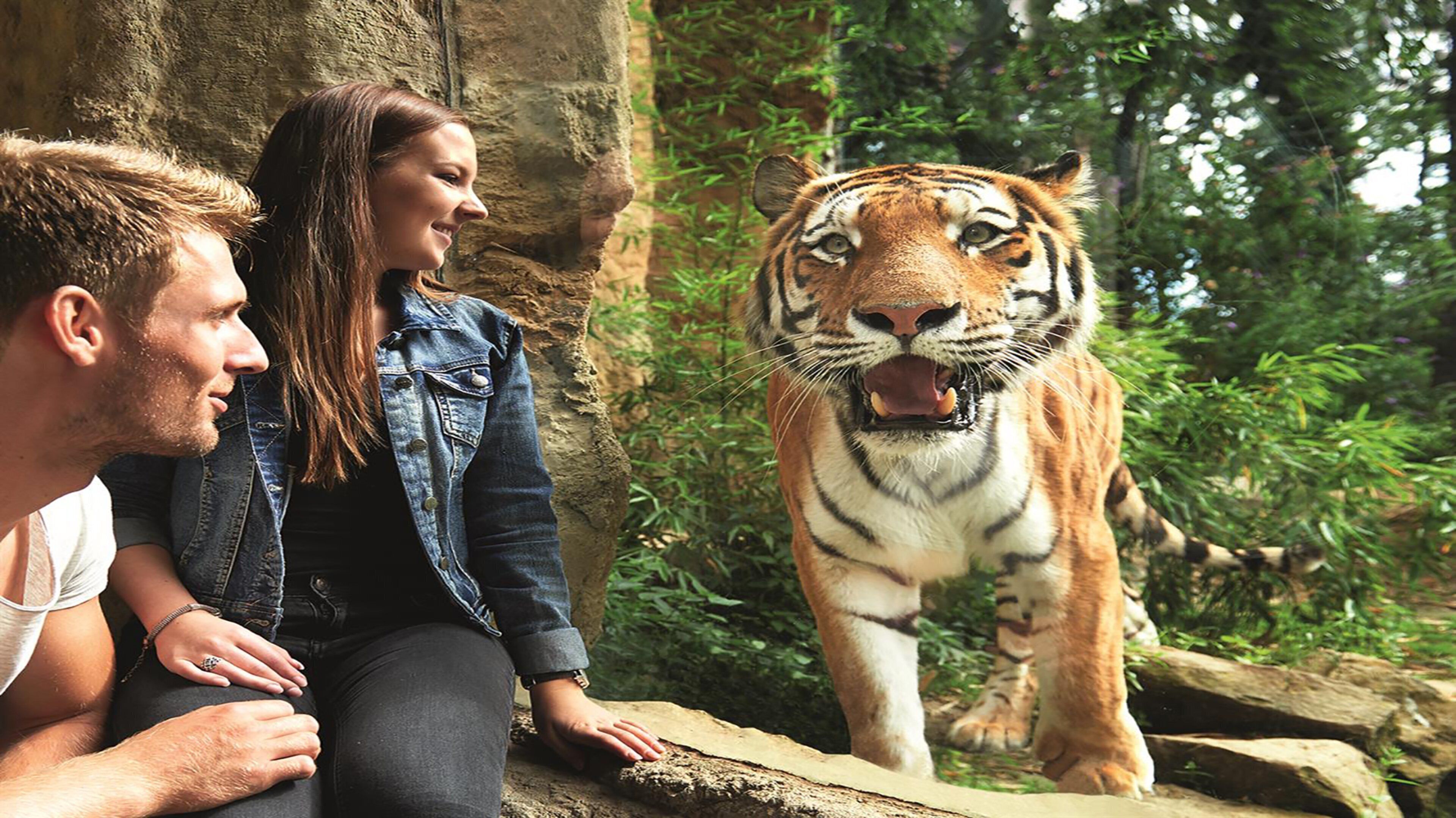 Una pareja sentada sobre una roca, con un tigre de fondo.